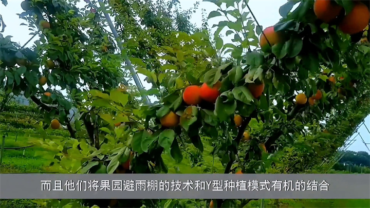 高度机械化的Y型水果种植技术在国内有用武之地么？