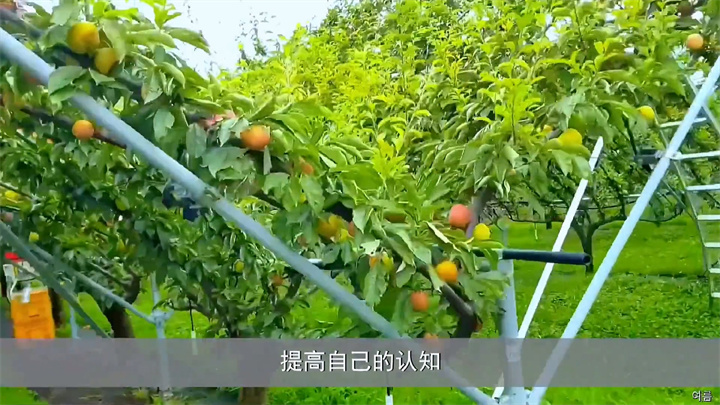 Y型水果种植技术