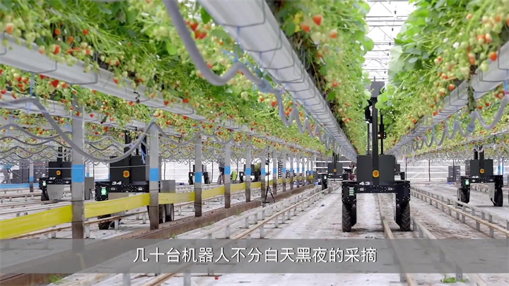 高科技水果种植，机器人作业未来会成为农业的主要生产方式